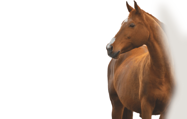 bild hoeveler sortiment pferdefutter spezielle anforderungen